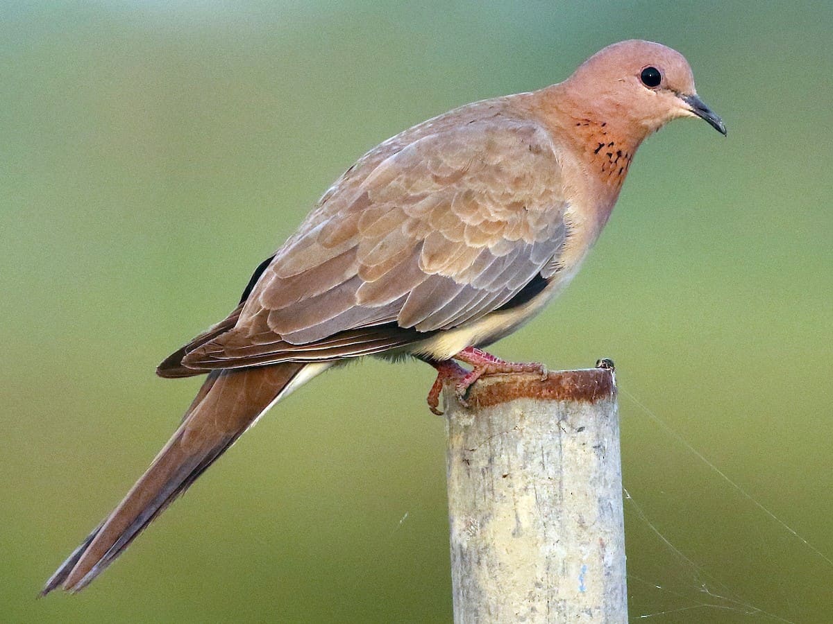 Laughing Dove (Little Brown Dove)